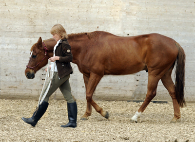 Sylvie_Volery_Horse_Coaching